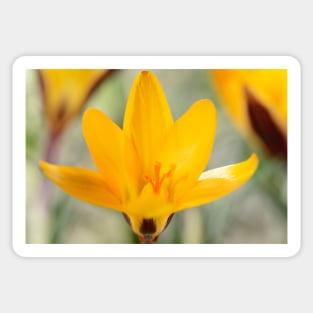 Crocus angustifolius  AGM  Cloth-of-gold crocus Sticker